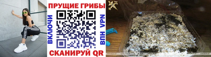 Псилоцибиновые грибы Psilocybine cubensis  Челябинск 